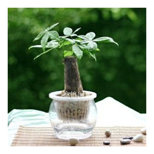 發(fā)財(cái)樹